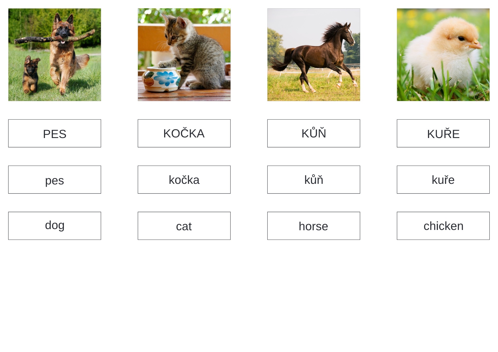 220 obrázků zvířat